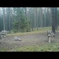 ВИДЕО: В Литве натуралисты засняли на видео семейство волков