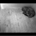 Tallinna loomaaia leopardiperre sündis kolm kutsikat