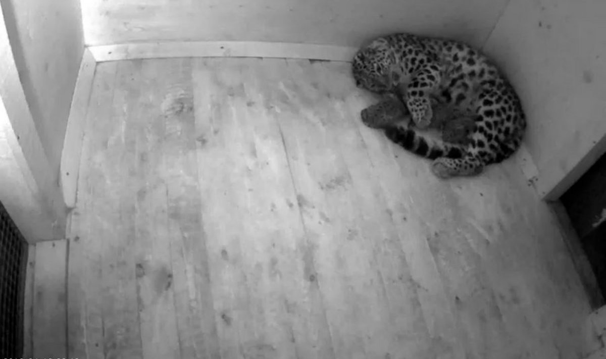 Foto leopardi veebikaamerast