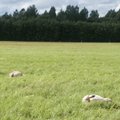 Vaatamata elektrikarjusele jäi Saaremaa Ökoküla ilma paarikümnest lambast