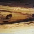 VIDEO | Kolm hunti ründavad Pürksi külas perekoera ning omanikud peletavad hundid eemale