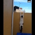 Humoorikad videoklipid: just sellepärast peabki kassidel üheksa elu olema!