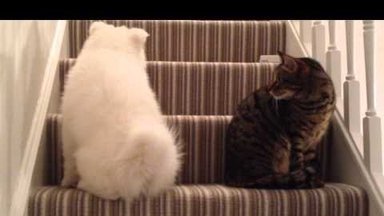 NUNNU VIDEO | Kohmetu kutsikas ei anna alla ja püüab meeleheitlikult tujuka kassiga sõbraks saada