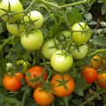 10 näpunäidet tomatitaimede kasvatamiseks