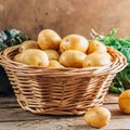 Teadlased kinnitavad: päikesest roheliseks tõmbunud kartulit ei tasu süüa! Aga kas teadsid, et NASA teadlased kasvatasid kartuleid kosmoses?