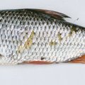 Teadustöö Hiiumaa kalatoitudest annab nippe kala rookimiseks ja peade kasutamiseks