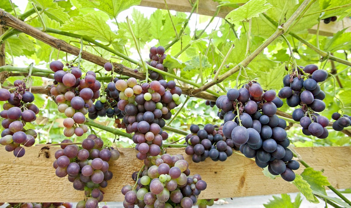 Kodumaised viinamarjad