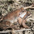 Сердобольные жители Эстонии спасли огромное количество лягушек и жаб