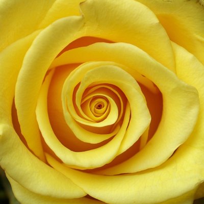 Roosi, aga ka hüatsindi ja mitme teise lille veetlev lõhn tuleb õlist, mille üks komponent on 2-fenüületanool (Foto: Wikimedia Commons / kasutaja böhringer friedrich)