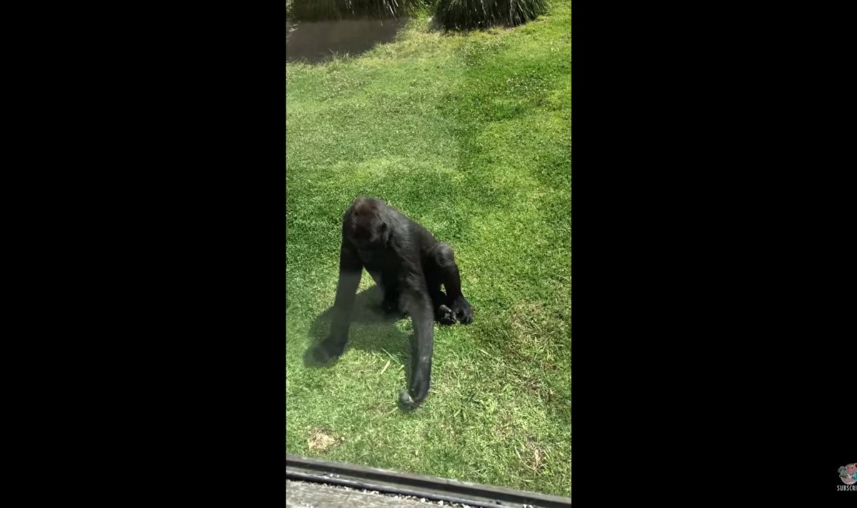 Gorilla püüab viga saanud lindu aidata
