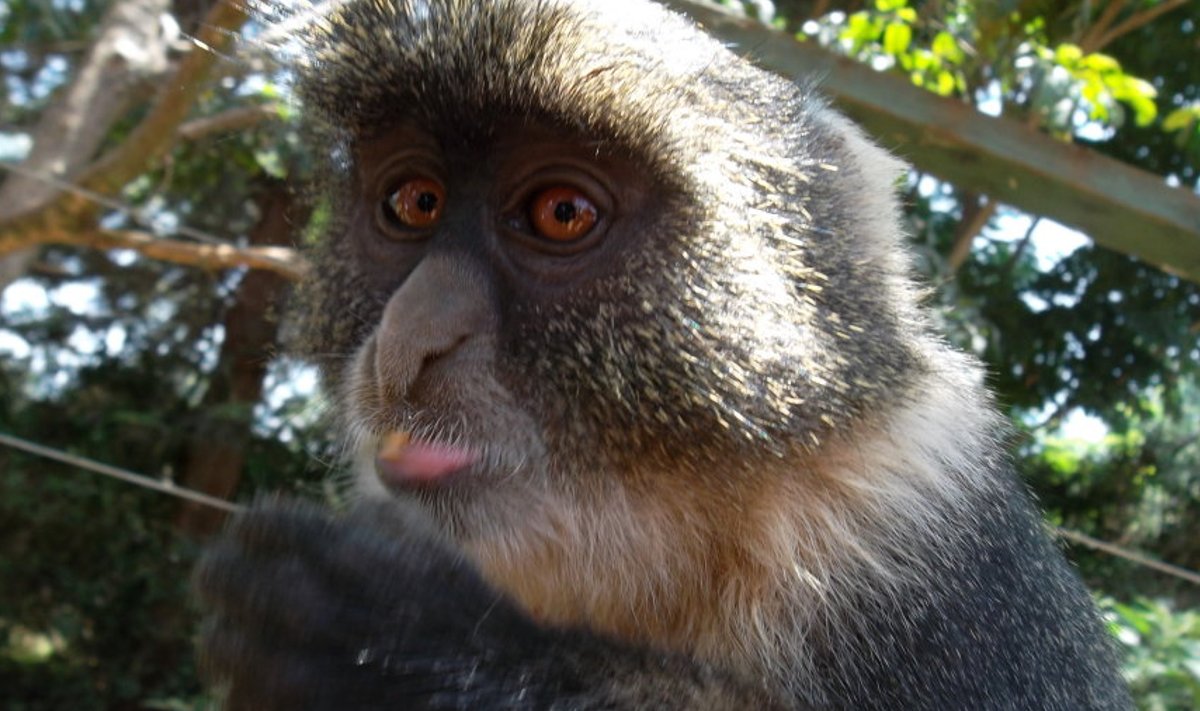 MAKAAK: Võib sarnaselt teiste ahvidega olla Keenias kindel, et ärasöömise eesmärgil teda ei tülitata. Kui üldse, siis ainult inimese huvidega konfliktse käitumise pärast.