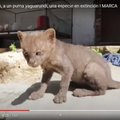 VIDEO | Vaat kus lops! Kassipoja pähe tee äärest päästetud loom osutus ohtlikuks kiskjaks
