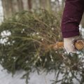 Kas tead, palju okkaid su jõulupuul on? Nii talitades ei leia sa neid peagi põrandalt