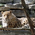KAASTUNNE: Tallinna Loomaaias suri armastatud amuuri leopard Freddi