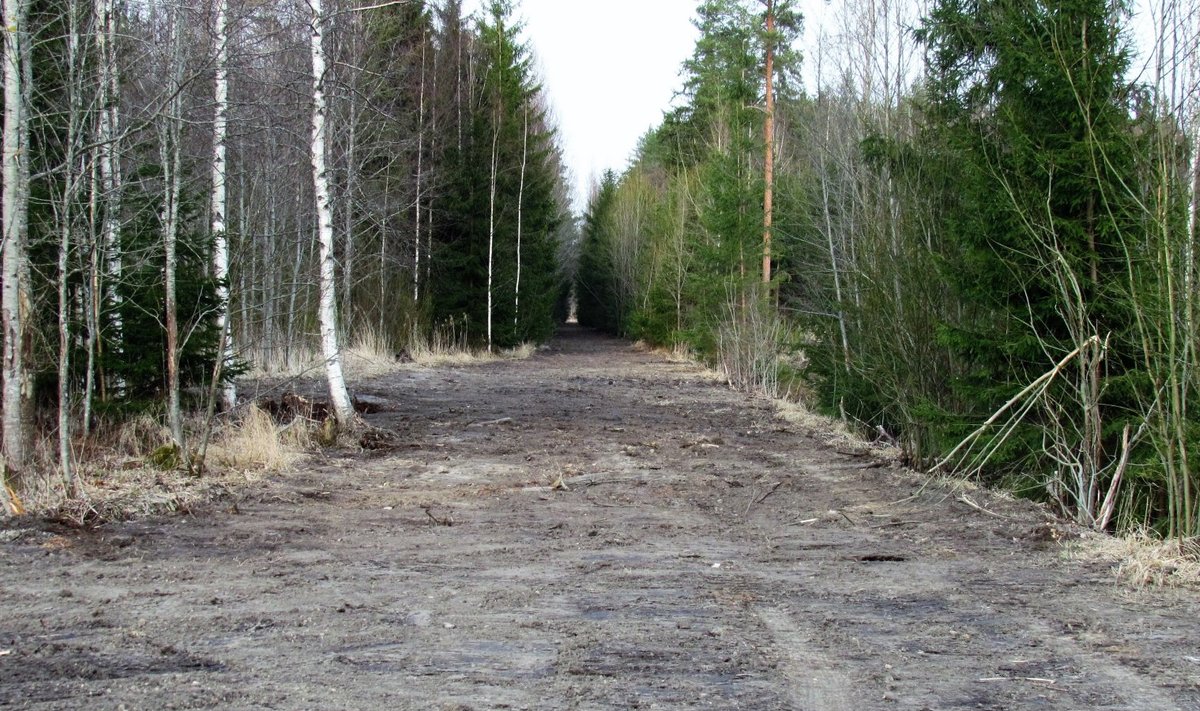 Pärast raietöid hakati riigimetsas segi pööratud metsasihte siluma.