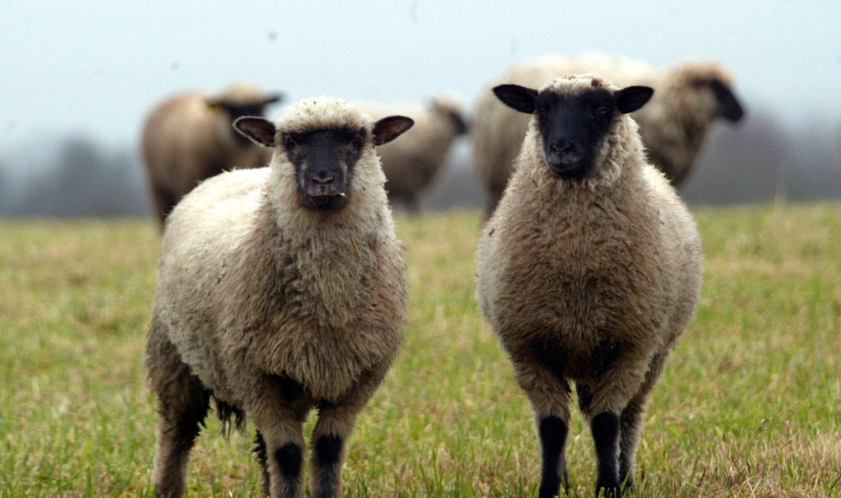 Maiann Pukka teadustöö pealkiri oli „Lammaste siseparasiitide esinemine Sohlu küla talude lammastel“.