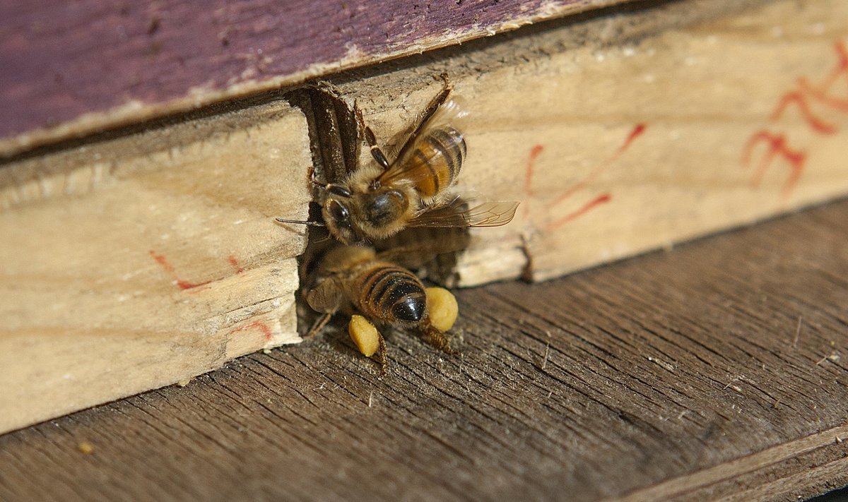 dimetoaat ja tiaklopriid on mesilastele ohtlik