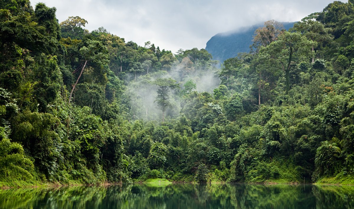 Rainforest