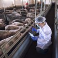 Эксперты объясняют: вырастут ли цены на свинину из-за прихода в Эстонию вируса АЧС?