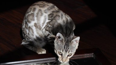 ВИДЕО | Котенок обругал воду за то, что она слишком мокрая