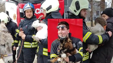 ВИДЕО | Невероятно умильные кадры: спасатели Йыхвиской команды поддержали приют для животных фотосессией с четвероногими!
