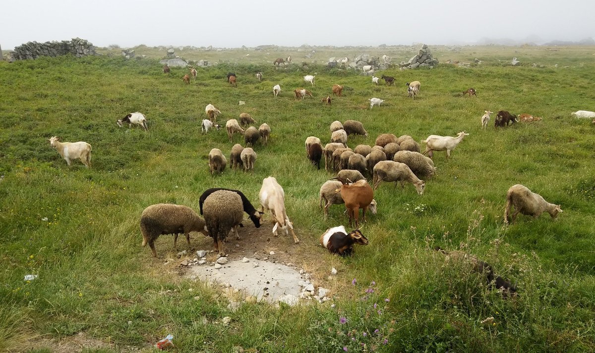 Portost algavat Portugali rannikurada ilmestavad lisaks sombustele ilmadele ja ookeanile ka sellised idüllilised maaelupildid,kus leiab suures karjas lambaid võikitsi, kellel on matkajatest üsna ükskõik.