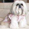 ФОТО | Новая звезда Интернета — собака, похожая на Леди Гагу