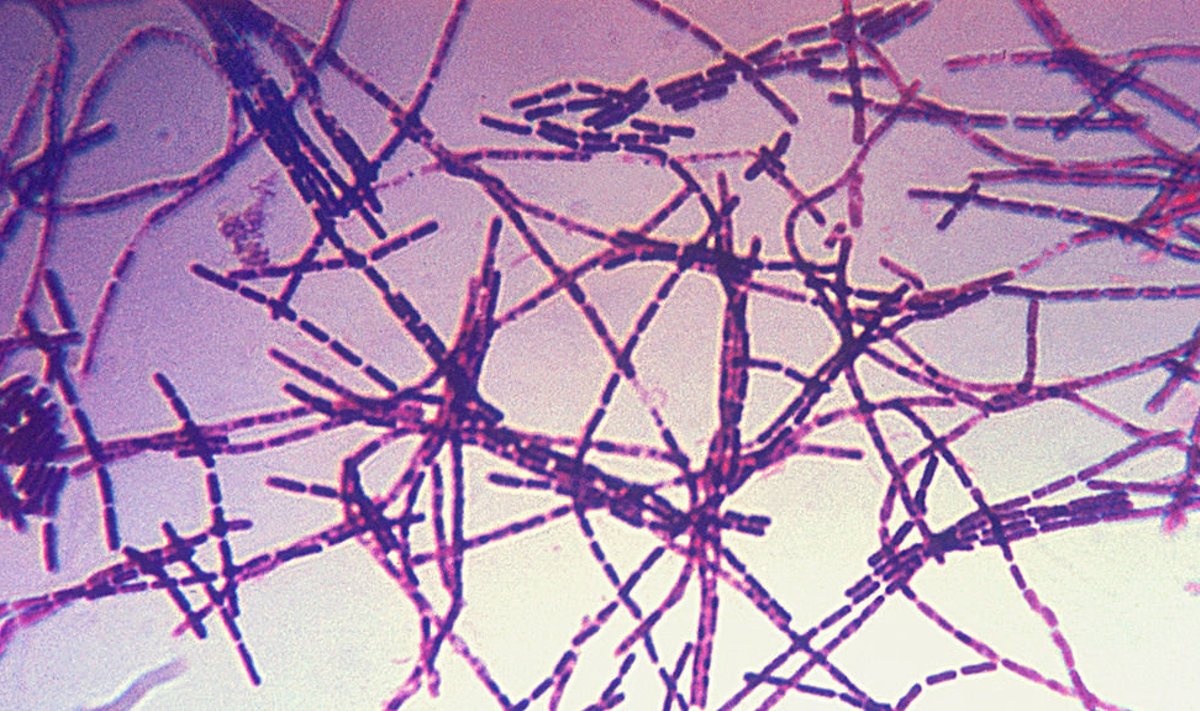 Bacillus anthracis, bakter, mis tekitab Siberi katku. 