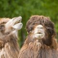 Julm konkurents vee pärast: Austraalia hukkab 10 000 metsikut kaamelit