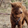ФОТО | В Сетумаа пожилой мужчина завел собак, но ситуация вышла из-под контроля