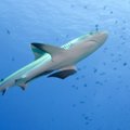 Врешь, не откусишь: Топ-8 лучших мест для наблюдения акул… из клетки