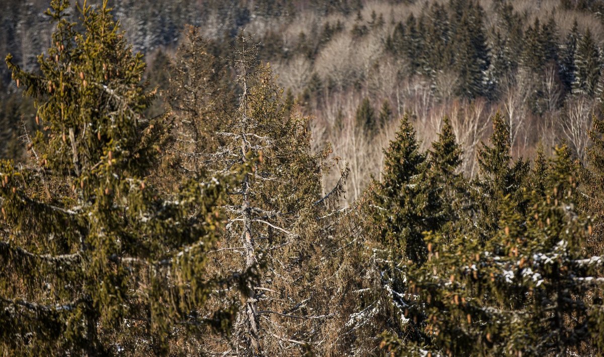 Södrale kuulub Eestis ja Lätis ulatuslikke kinnistuid, kuid nüüd on ettevõte otsustanud leida neile selle aasta jooksul ostja. 