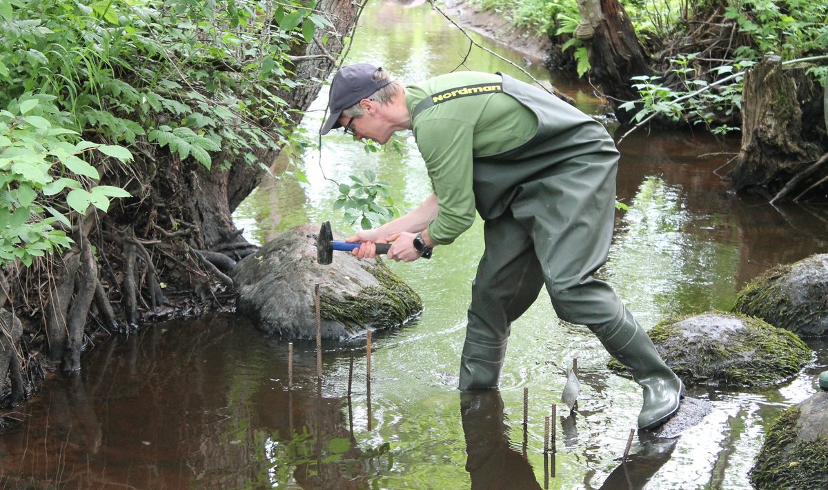 Михкель Ярвеоя, координатор международных природоохранных проектов отдела охраны природы RMK, устанавливает в реке сваи, к которым крепятся пластины с молодыми обыкновенными жемчужницами.