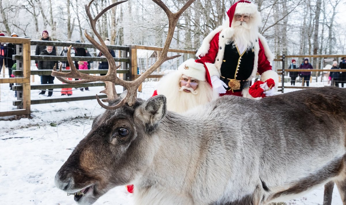 Jõuluvanad Elistvere loomapargis. Ehk õnnestub neil sel aastal ka valged jõulud tuua.
