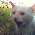 ВИДЕО | Сообразительный мексиканский кот-попрошайка обрел хозяев