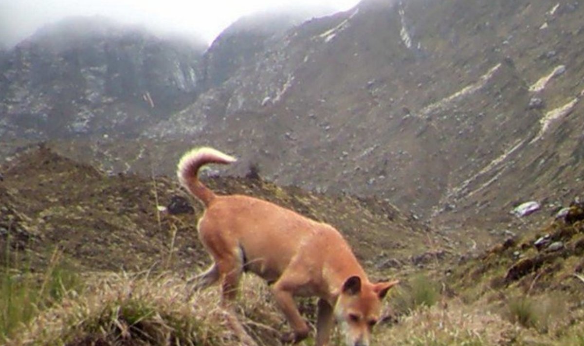 Uus-Guinea mägismaa metsik koera