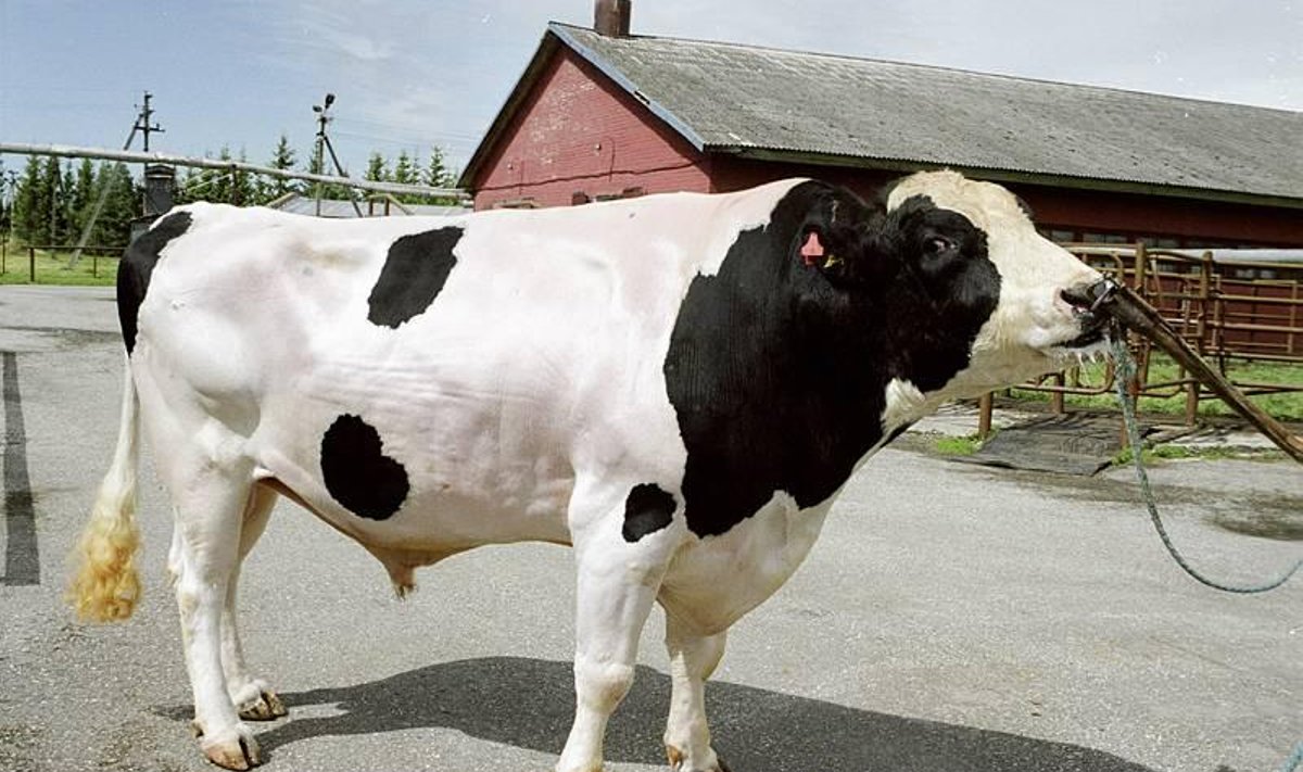 Holsteini tõugu pull.