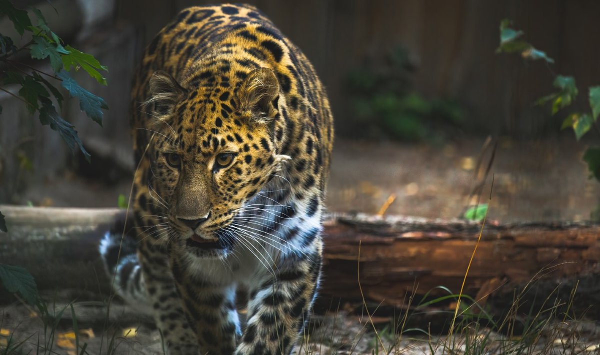 Amuuri leopard Alexei