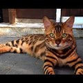 SAA TUTTAVAKS: Haruldane kass, kes näeb välja nagu Bengali tiiger