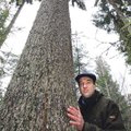 Järvseljal leiti Eesti kõrgeimad puud