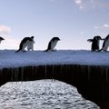 Karm näljasurm tuhandete hukkunutega: suures pingviinikoloonias elas talve üle vaid kaks tibu