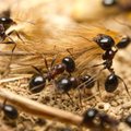 Mida teha sipelgatega?