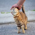 Можно ли гладить уличных котов?