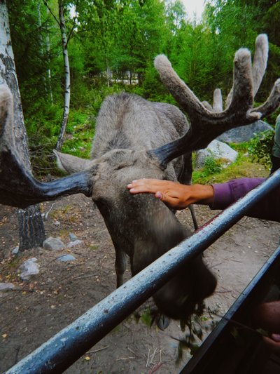 Põdra safari