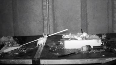 VIDEO | Ootamatu koduabiline! Pensionär tabas hiire, kes igal ööl tema kuuri koristas
