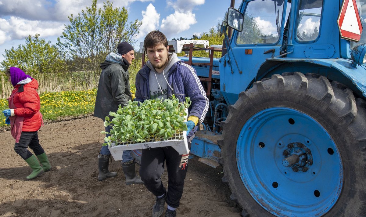 Ukraina töölised Sagro kapsapõllul.