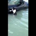 VIDEO | Päästetud protestimise kiuste! Vapper politseinik päästis Dubai üleujutuses hädaohtu sattunud kassi elu