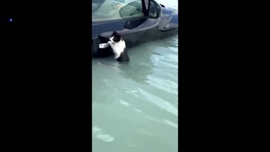 VIDEO | Päästetud protestimise kiuste! Vapper politseinik päästis Dubai üleujutuses hädaohtu sattunud kassi elu