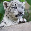 Tallinna loomaaed otsib lumeleopard Mahnadi asemele uut emaslooma