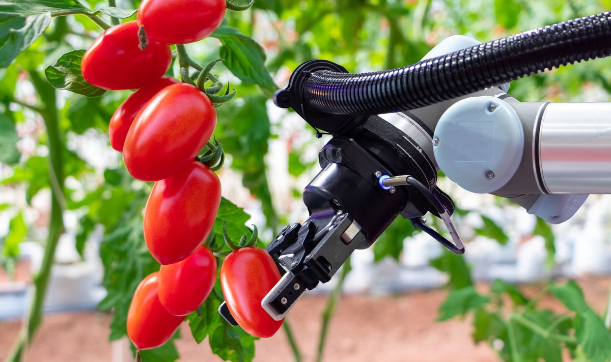 Peagi võivad köögiviljakasvatajad tomatikorjamise usaldada robotile.